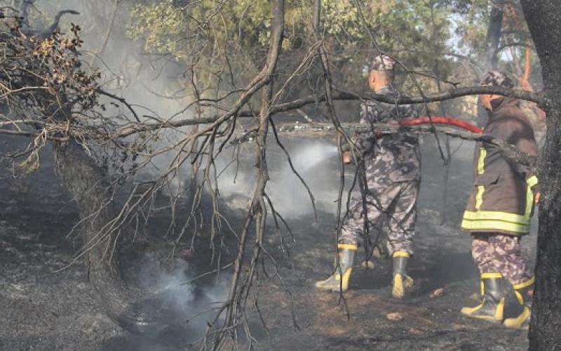 السيطرة على حريق برما.. والنيران تأتي على 4 آلاف دونم في المالح