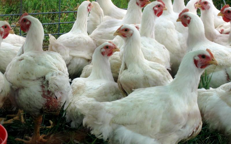 الزراعة تنفي استيراد الأردن دواجن من تركيا وكندا