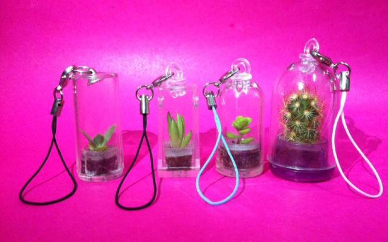 "وجدان الشيشاني" تبدع من الصبّار تحفا فنية تنبض بالحياة”