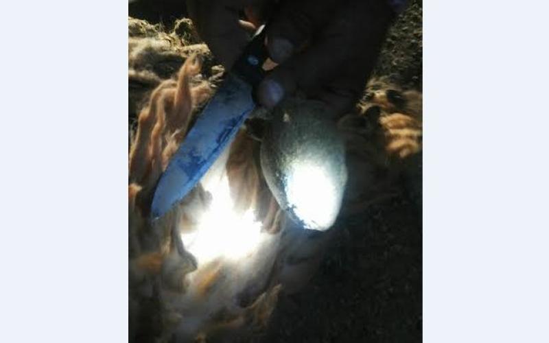 إحباط تهريب نصف مليون حبة مخدر داخل الخراف