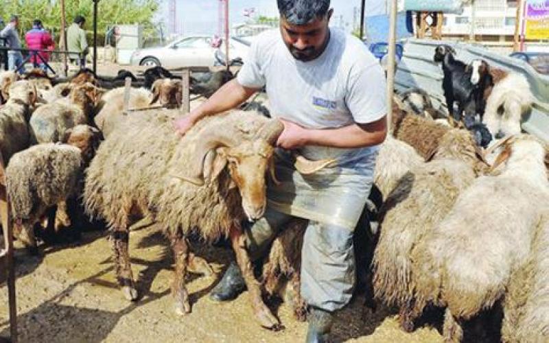 الأمانة تحدد أماكن بيع وذبح الأضاحي