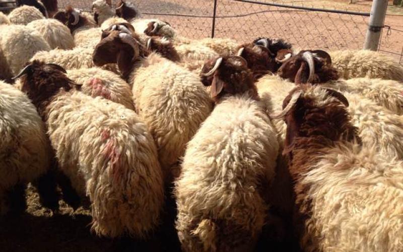 الآثار البيئية التي تسببها مخلفات الذبائح والأضاحي