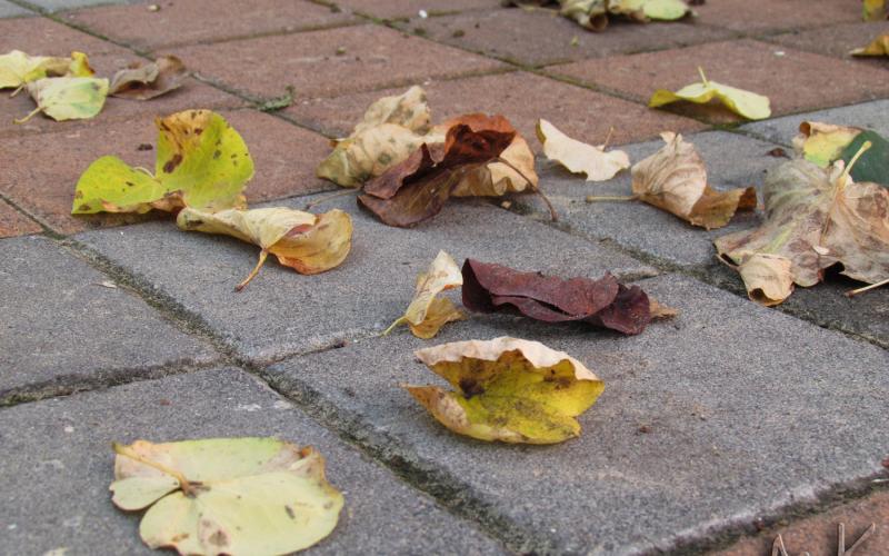 أجواء خريفية والعظمى في عمّان 29