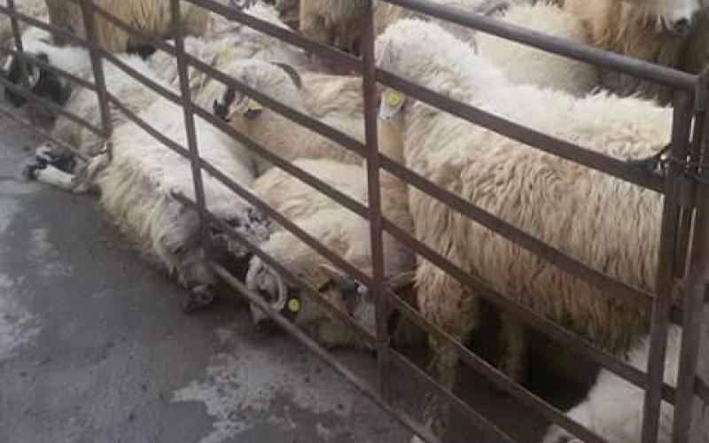 أسعار الأضاحي في الزرقاء بين 140 و260 دينارا، ومنع الحظائر داخل المدينة