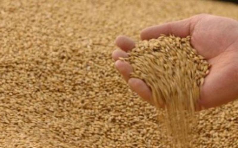 مخزون القمح في الأردن يكفي 8 أشهر