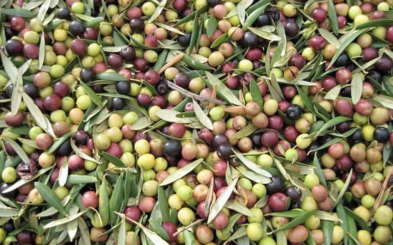 تصدير الزيتون إلى إسرائيل.. بين الاقتصادي والوطني