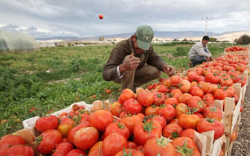 مزارعو الأغوار يطالبون بحماية منتجهم