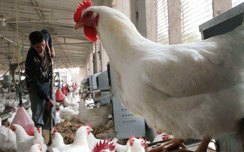 ترجيح ارتفاع أسعار الدواجن خلال المنخفض