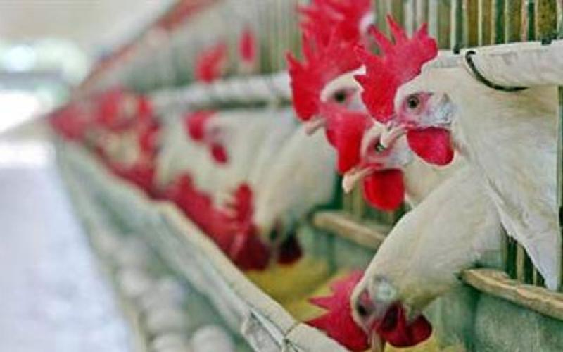 تكلفة إضافية على قطاع الدواجن