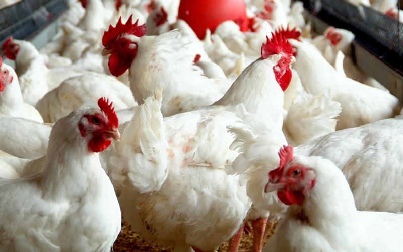 تهاوي أسعار الدواجن