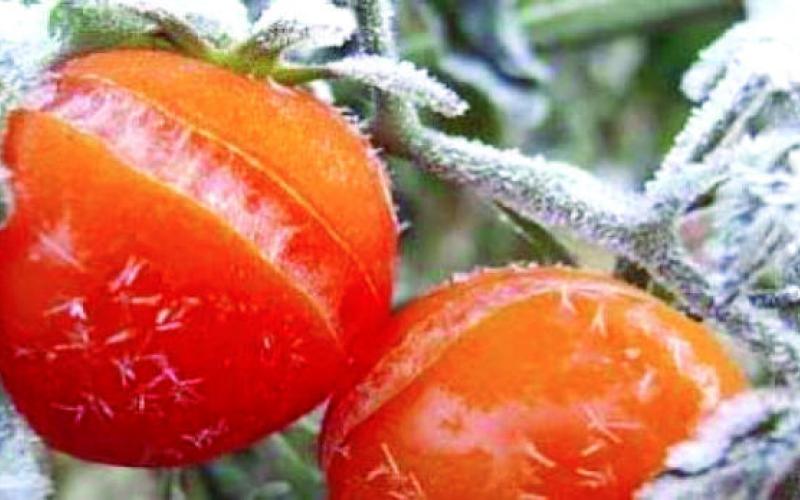 اتحاد المزارعين يطالب بإشراكه في قرار التعويض