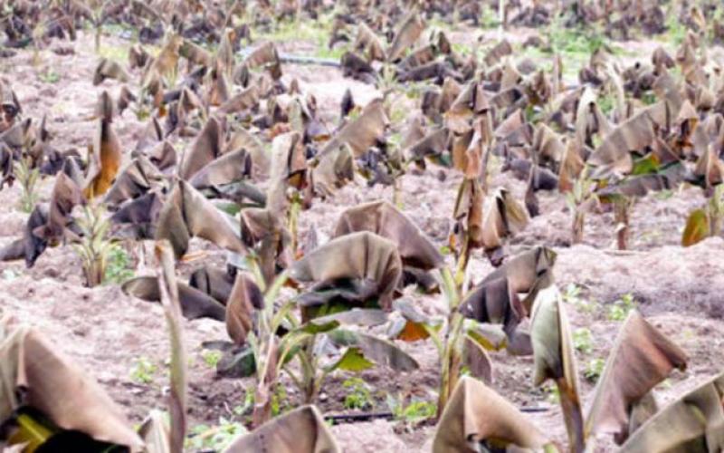 اتحاد المزارعين يطالب بتعديل نظام تعويض المتضررين‎