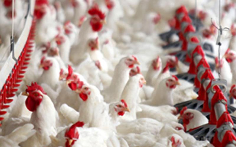 الزراعة تواصل جهودها مع القطاع الخاص لتنظيم انتاج الدجاج اللاحم