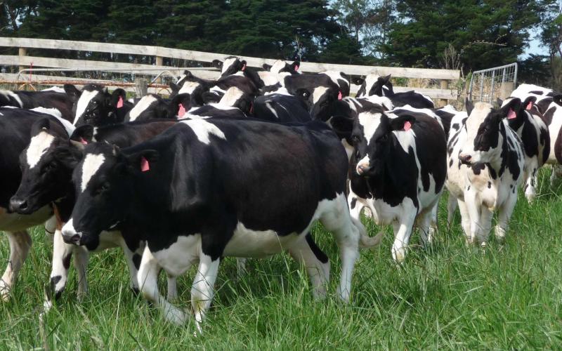 شحنة أبقار مصابة بـ"ـالتهاب الفم الحوصلي"