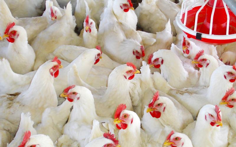 تحديد سعر الدجاج بـ 169 قرش