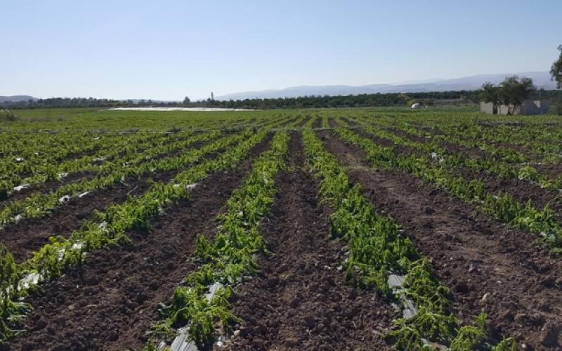 3 مليار دينار خسائر مزارعي وادي الأردن منذ 2011