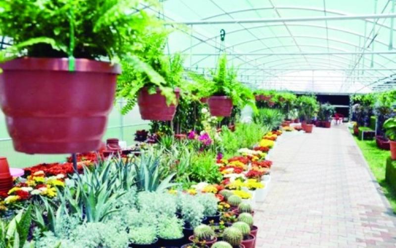 مشاتل الأمانة تنتج 1.25 مليون شتلة سنوياً