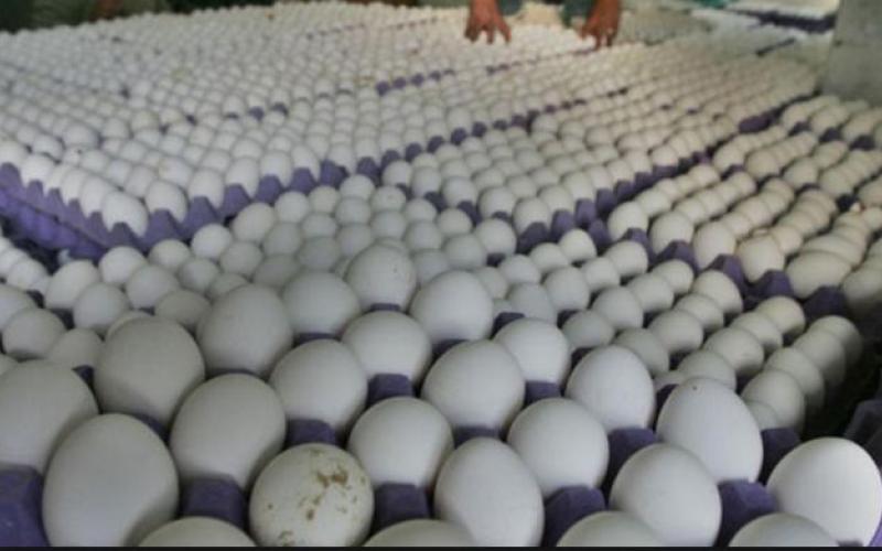 انخفاض أسعار بيض المائدة