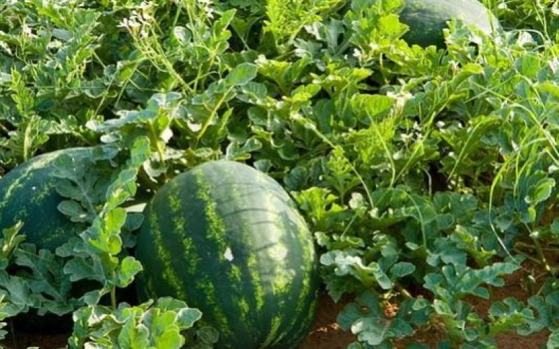 الأردن يصدر 2700 طن بطيخ وشمام إلى الخليج ولبنان