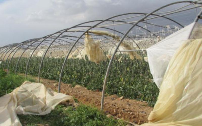 تضرر 30-40% من محصول وادي الأردن بسبب الحر