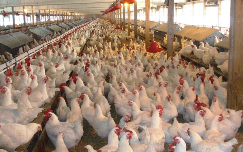 ارتفاع نسبة نفوق الطيور في مزارع الدجاج خلال موجة الحر