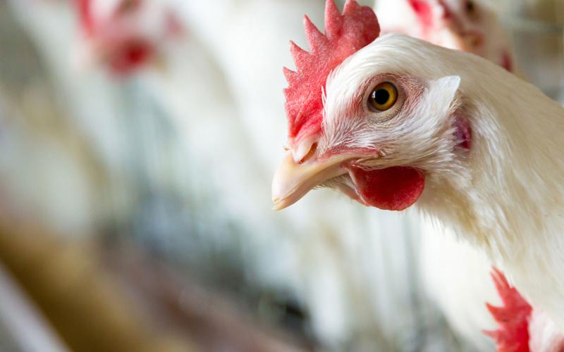 توقع انخفاض أسعار الدواجن برمضان