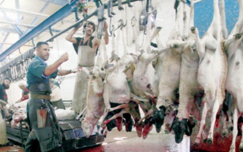 ارتفاع ذبحيات الأغنام والأبقار في رمضان