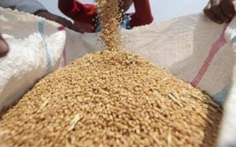 الأردن يطرح مناقصتين لشراء كميات من القمح والشعير