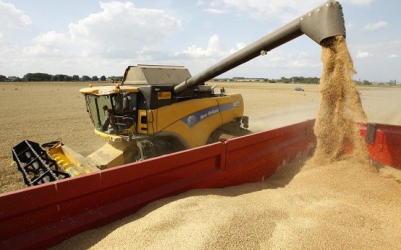 الأردن ينفي تغيير شروط استيراد القمح