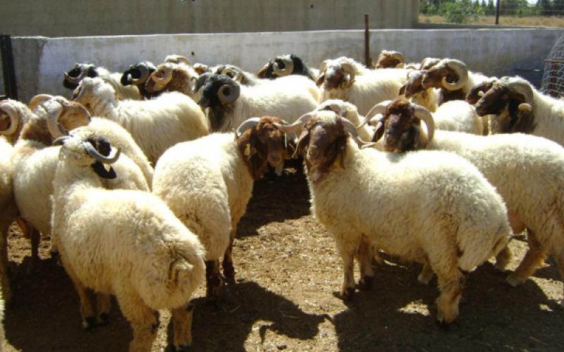 الزراعة تنفي إصابة أغنام الخناصرة بالطاعون