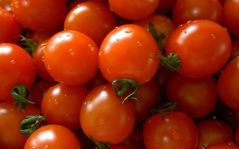 كيلو البندورة بالجملة 70 قرشاً