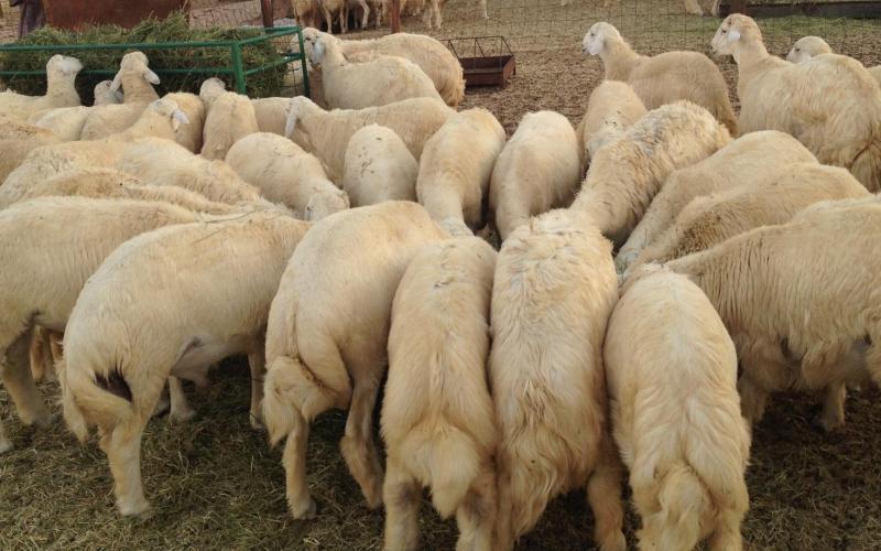 500 ألف أضحية في الأسواق المحلية