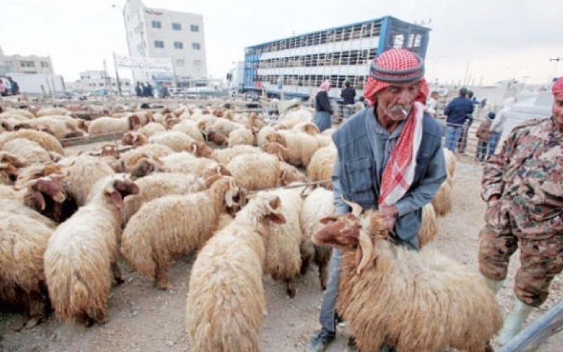 الأمانة تحدد أماكن بيع وذبح الاضاحي
