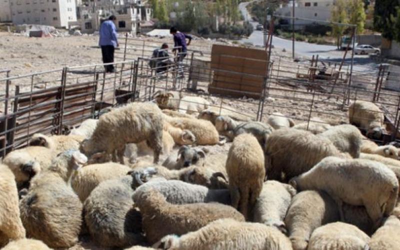 ارتفاع مخالفات مواقع بيع الأضاحي عن العام الماضي