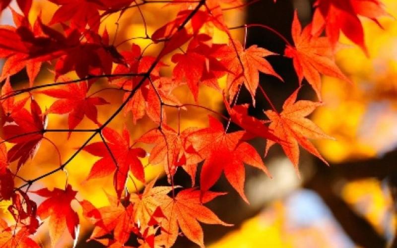 أجواء خريفية لنهاية الأسبوع