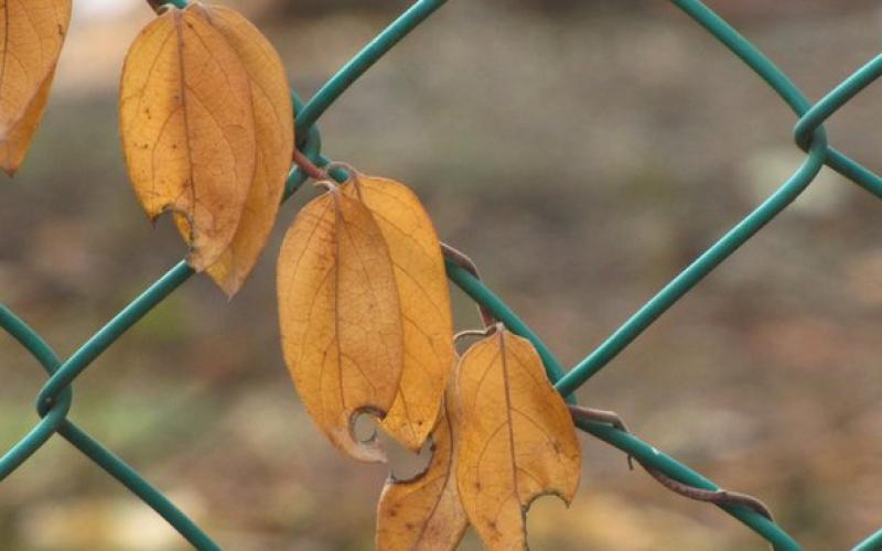 طقس خريفي معتدل حتى نهاية الأسبوع