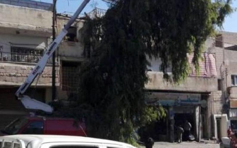 الأمانة تواصل تقليم الأشجار الملامسة لأسلاك الكهرباء