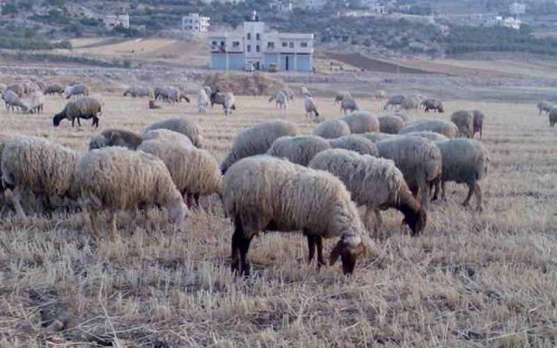 شكاوى من نقص الأعلاف في الكرك و"الصناعة" تؤكد توافرها