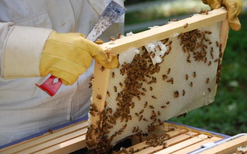 تربية النحل .. قطاع واعد بحاجة لدعم حكومي