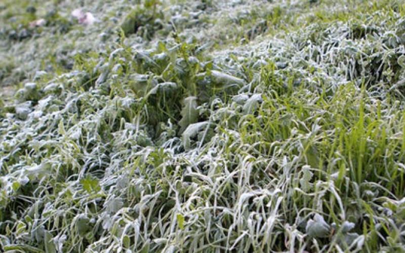 اتحاد المزارعين يعلن عن خطوات احتجاجية للمطالبة بالتعويض