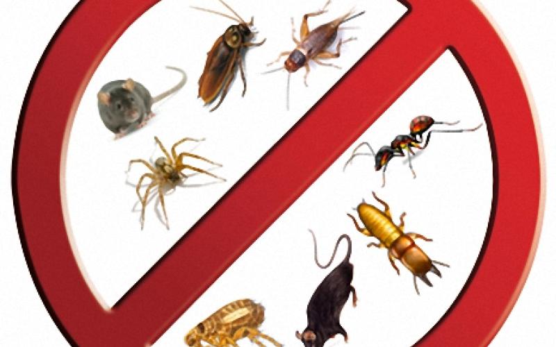 الأمانة تنفذ 19 الف و855 حملة لمكافحة الحشرات