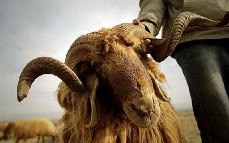 تصدير 24 الف خروف بلدي الى الخليج الشهر الماضي