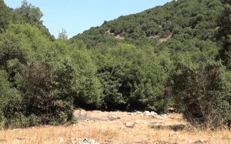 في اليوم العالمي للغابات .. تقصير في العناية وإعتداءات مستمرة‎