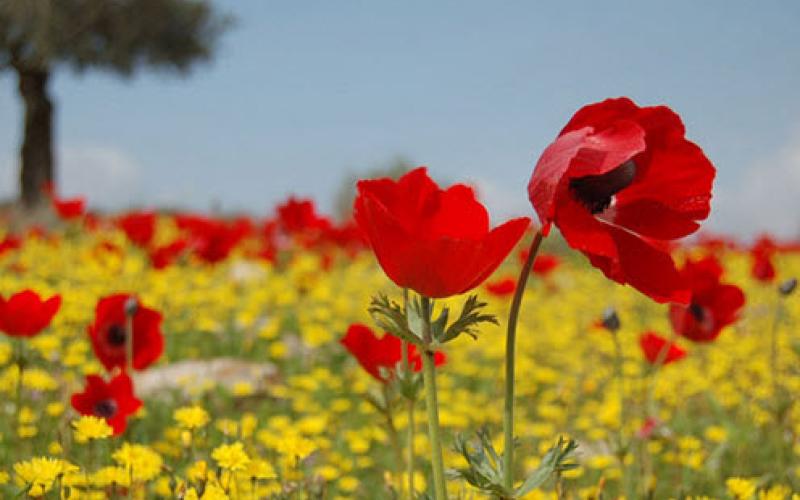 طقس دافئ اليوم وانخفاض الحرارة غدا