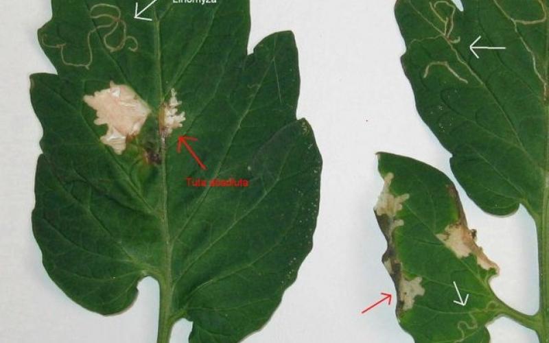 الزراعة: لا ظهور لإصابات بحفار البندورة في الأغوار