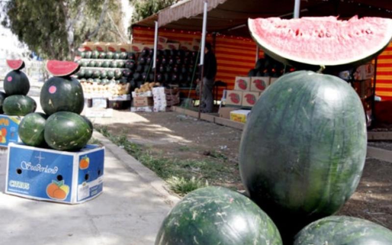 إقبال كبير على ترخيص معرشات البطيخ