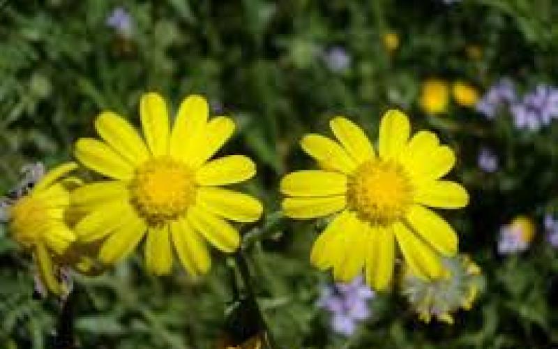 طقس حار اليوم وانخفاض درجات الحرارة غدا