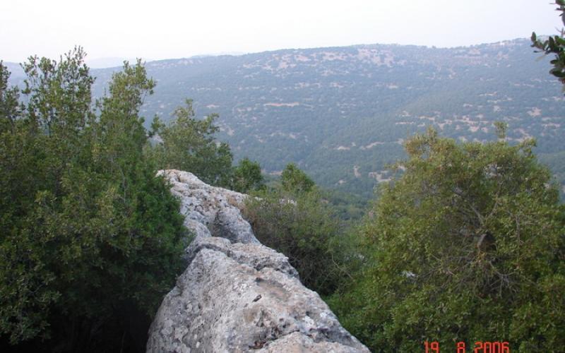 اجراءات مغلظة تنتظر المعتدين على الغابات