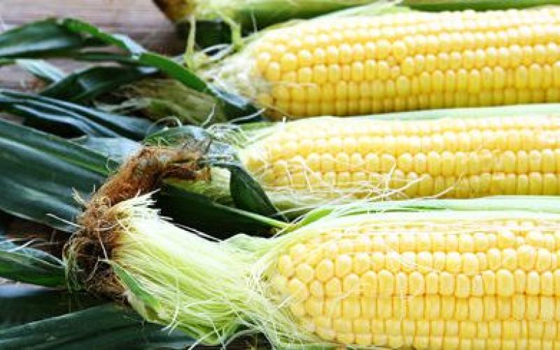 تحويل إرسالية ذرة مخالفة للمنطقة الحرة