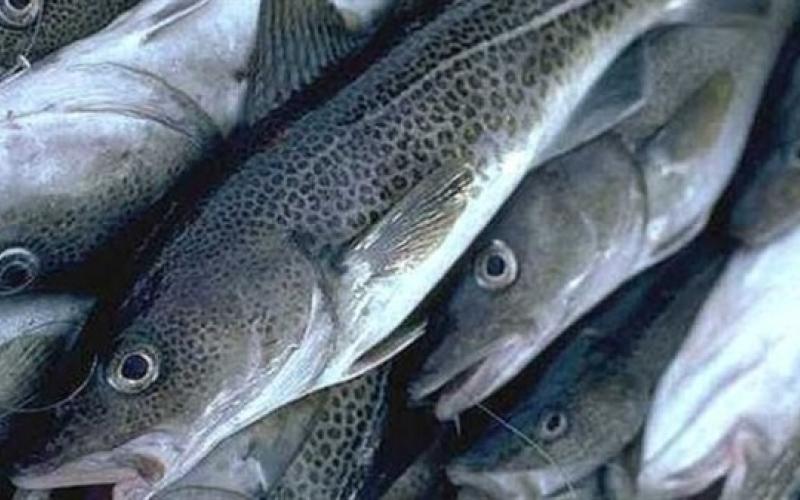 حماية المستهلك: معلومات مضللة عن فرض رسوم على الأسماك المستوردة من مصر